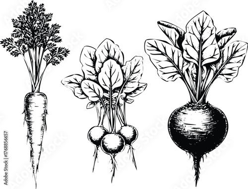 Hand drawn carrot, radish, and beet engraving art design