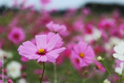 風に揺れるコスモスの花　秋の癒しの風景