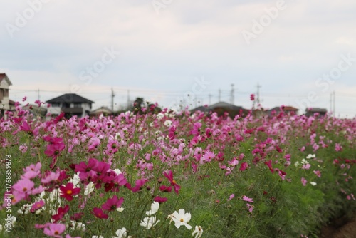 風に揺れるコスモスの花　秋の癒しの風景