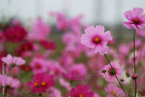 風に揺れるコスモスの花　秋の癒しの風景