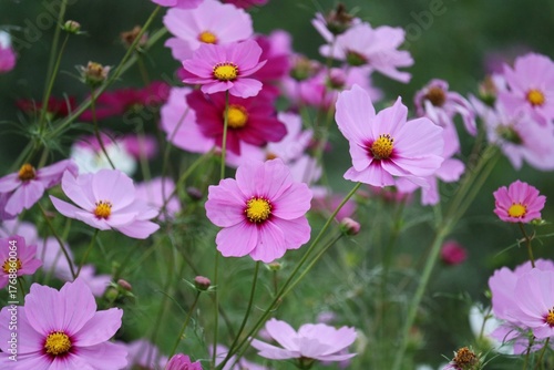 風に揺れるコスモスの花　秋の癒しの風景