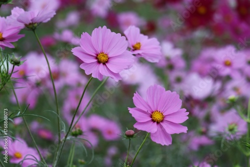 風に揺れるコスモスの花　秋の癒しの風景
