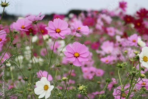 風に揺れるコスモスの花　秋の癒しの風景