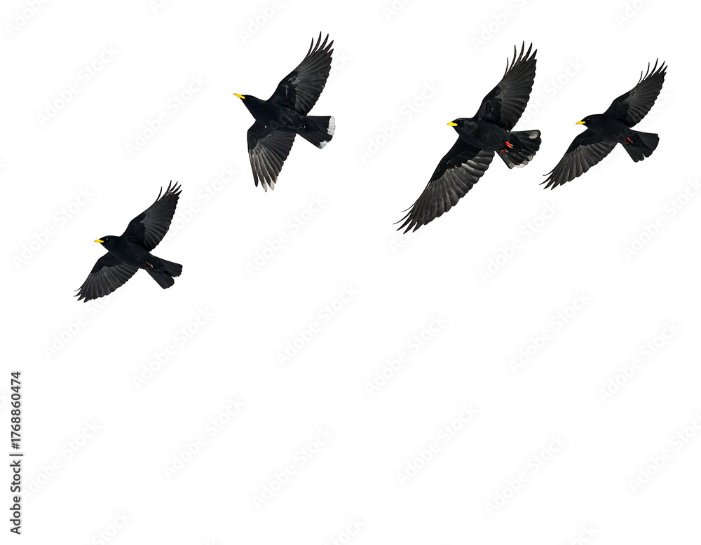 Naklejka premium Four birds with dark plumage and bright yellow beaks in flight against a dark background