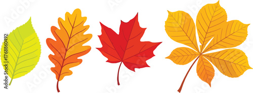 Colorful autumn leaves collection bringing vibrant fall foliage to your designs with seasonal elegance and a touch of nature's beauty