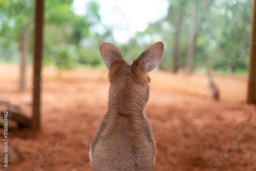 Wallaroo Looking Into The Distance
