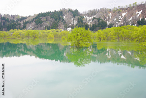 山形県白川湖の水没林