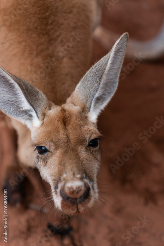 Red Kangaroo Joey