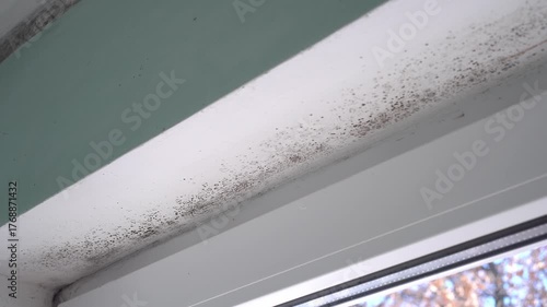 Mold infestation on interior concrete wall and window in apartment