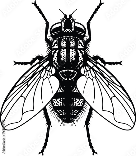 Realistic housefly insect silhouette vector illustration, detailed black pest design with wings for biology, entomology, nature study, and scientific educational projects