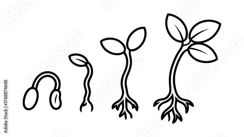 Four black line drawing stages of plant growth from seed to seedling 