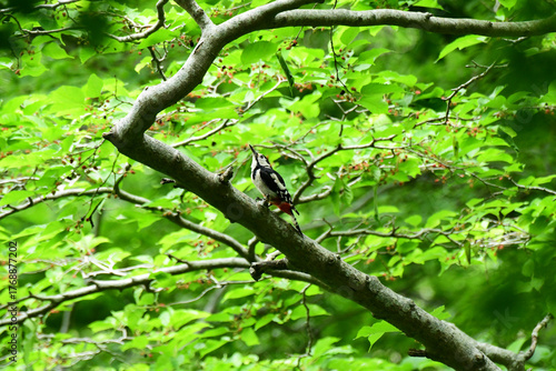 太い枝で上を向くアカゲラ