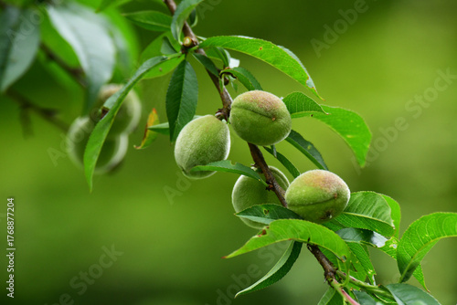 産毛がついた梅の実