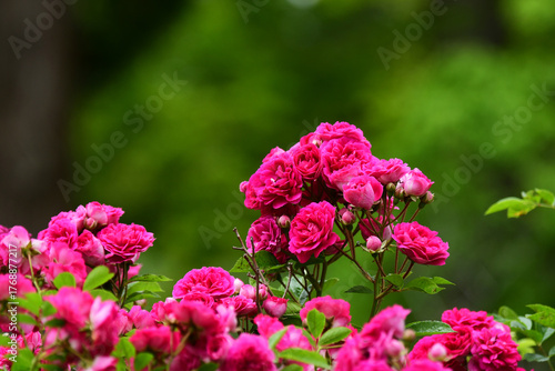 ピンクの小輪のツルバラ