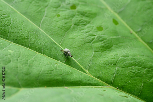 大きな葉の上のゾウムシ