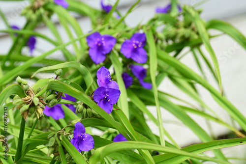 ムラサキツユクサ