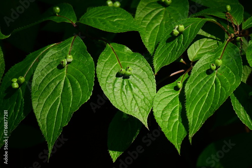 森のハナイカダの青い実