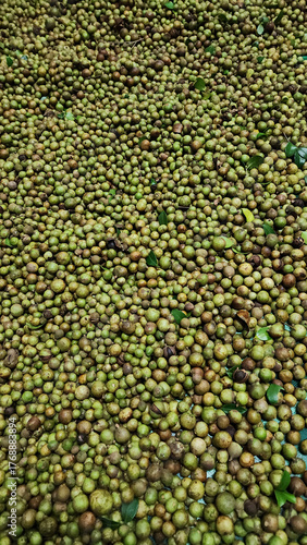 a pile of unshelled fresh green camellia oil seeds 