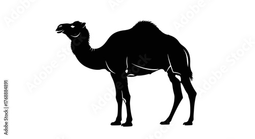 A silhouette image shows a camel standing in profile on a white surface, its distinctive humps are.