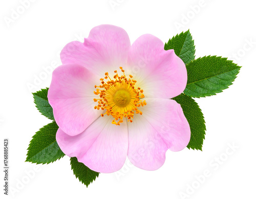 Solitary pink rose bloom, golden center, surrounded by vibrant green leaves, isolated on a black background