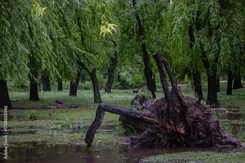Fototapeta A fallen tree with exposed roots lies in murky floodwater surrounded by willow t