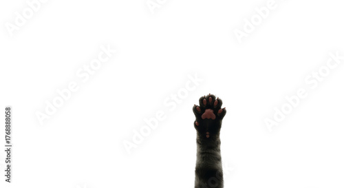 Black Cat Paw Reaching Upward with Pink Paw Pads Isolated