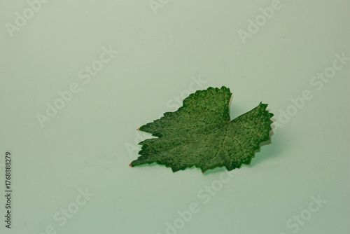 grape leaves affected by fungal disease on isolated white background