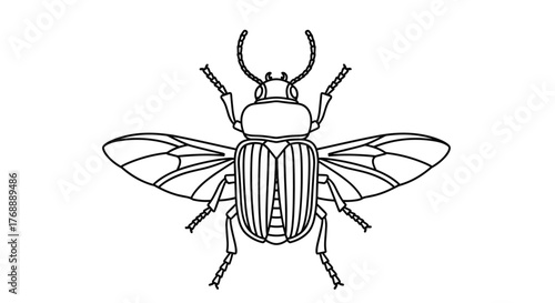 Detailed black and white line art illustration of a beetle with its wings spread wide, showcasing its distinct insect anatomy.