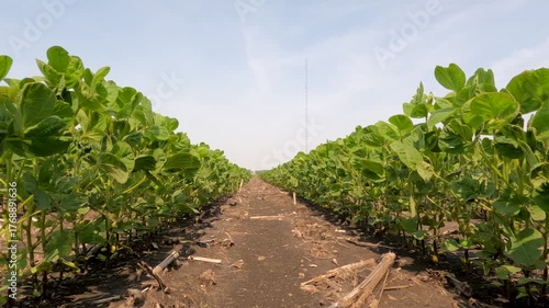 Surface level views of healthy young soybean plants in a no-till agricultural field. Captured in early June in the Midwest USA. Soft blue morning sky overhead.