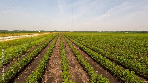 Rows of young soybean plants in a no-till agricultural field. Captured in early June in the Midwest USA. Soft blue morning sky overhead.