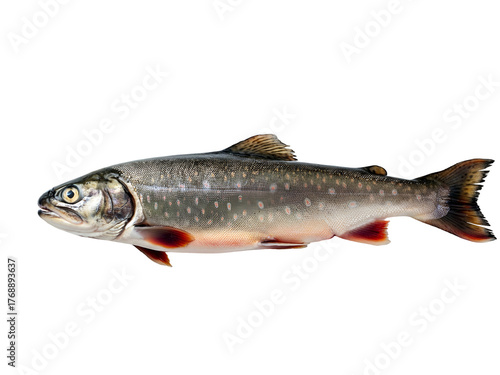Arctic char fish raw, isolated on a clear blank white background, a vibrant and healthy seafood option