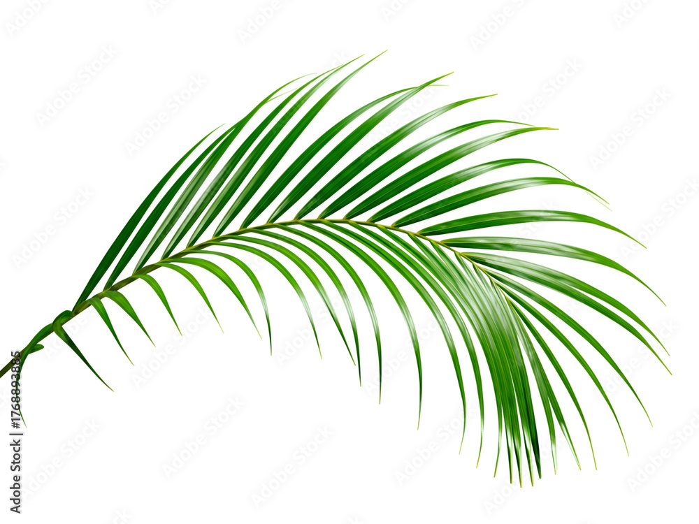 Obraz premium Isolated Green Palm Leaf Branch on White Background for Tropical Designs and Concepts