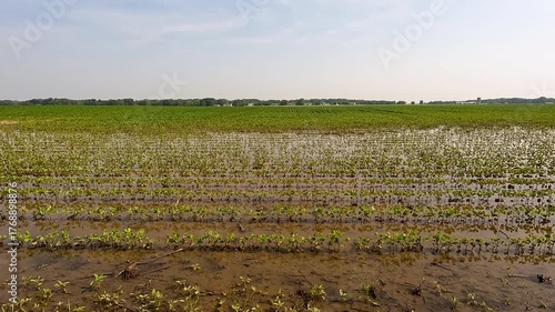 Flooded Soybean Field. Young seedling soybean plants in a flooded agricultural field. The field is overflowing following heavy rainfall. Captured in early June in the Midwest, USA.