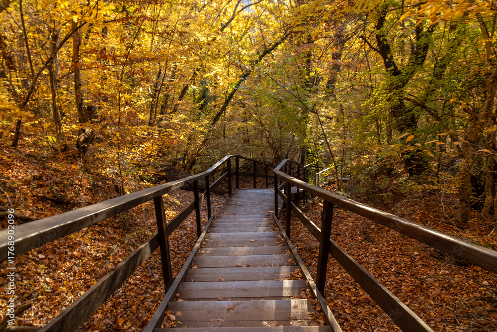 Fototapeta premium Autumn forest staircase, wooden steps winding through vibrant golden foliage bathed in sunlight.