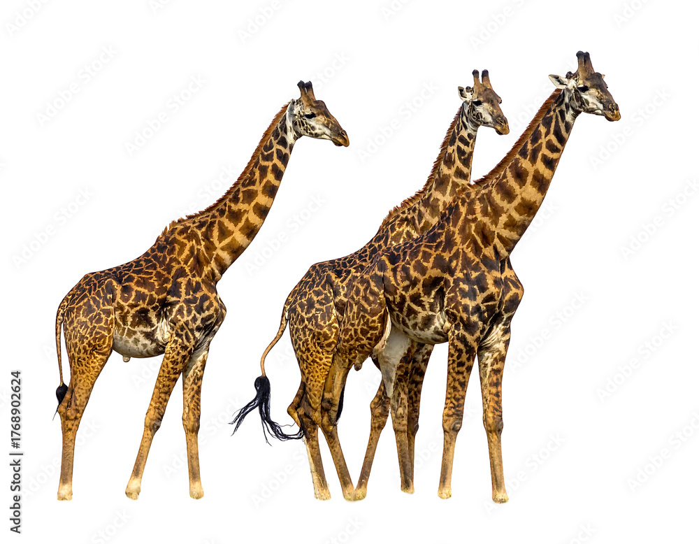 Fototapeta premium Three giraffes stand together against a dark backdrop, showcasing their mottled brown and beige patterned hides