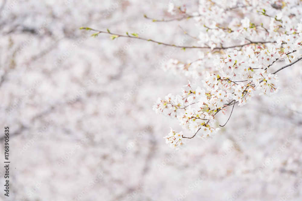 Fototapeta premium 桜並木がある風景