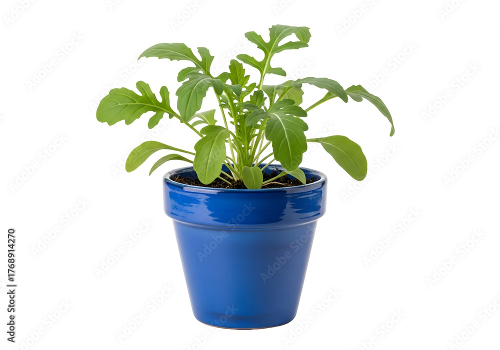 Fototapeta premium Vibrant green seedling in a classic blue ceramic pot against a stark black background.