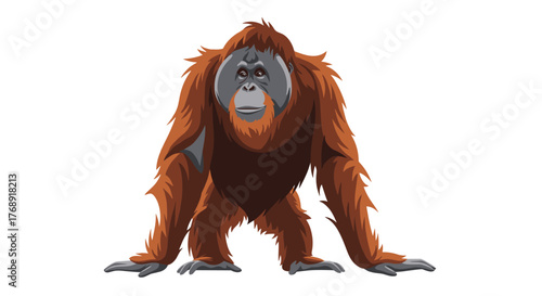 An illustration of a large male orangutan with reddish-brown fur and a grey face standing on a white background.