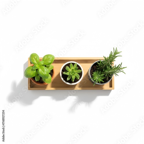 Mini Garden Set in Wooden Tray