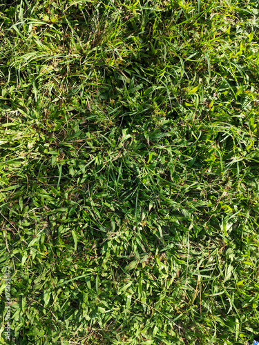 Green grass texture. Green grass field, lawn in spring. Colorful grass background. Closeup of freshly cut lawn, garden. Sports grass surface. Grassland background close up. Grass wallpapers.