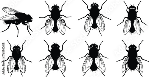 Fly silhouettes vector illustration, insect pest design, entomology concept, bug symbol, mosquito housefly artwork, nature biology study, cad drawing flat vector illustration