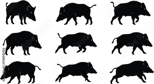 Wild boar silhouettes, animal poses, wildlife vector, running boar, standing pig, tusks, motion study, cad drawing flat vector illustration