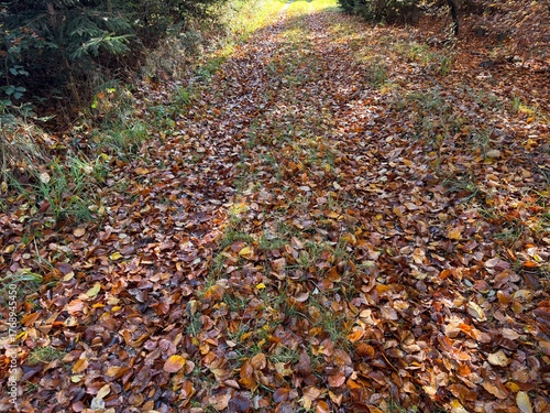 autumn leaves on the ground
