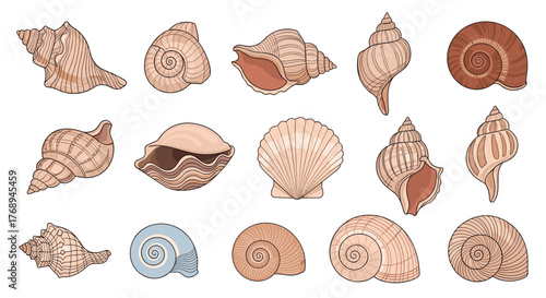 A diverse collection of various marine seashells in a detailed vector illustration set, highlighting natural shapes, patterns, and textures.