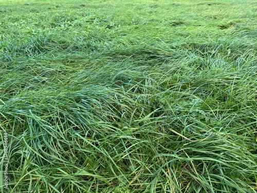 green grass background