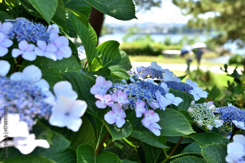 	アジサイの間から見える日傘をさした女性