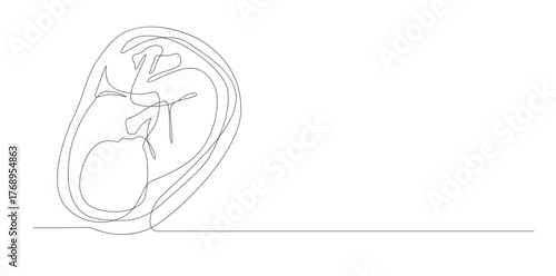 Embryo One Line Drawing, Isolated on White Background.