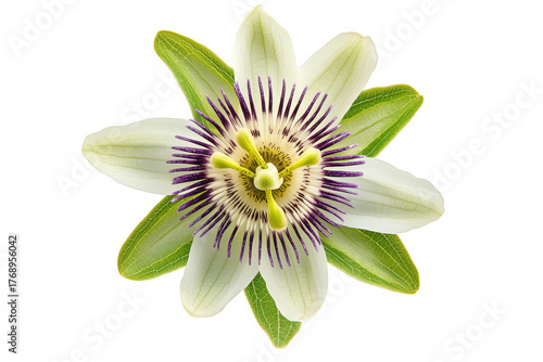 Exotic passionflower bloom isolated on a transparent background