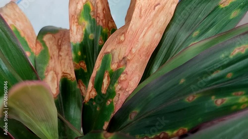 Plant leaves affected by leaf blight. This disease is caused by a water fungus infection known as Phytophthora colocasiae.