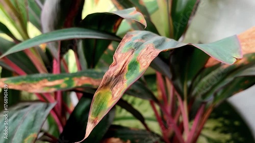 Plant leaves affected by leaf blight. This disease is caused by a water fungus infection known as Phytophthora colocasiae.